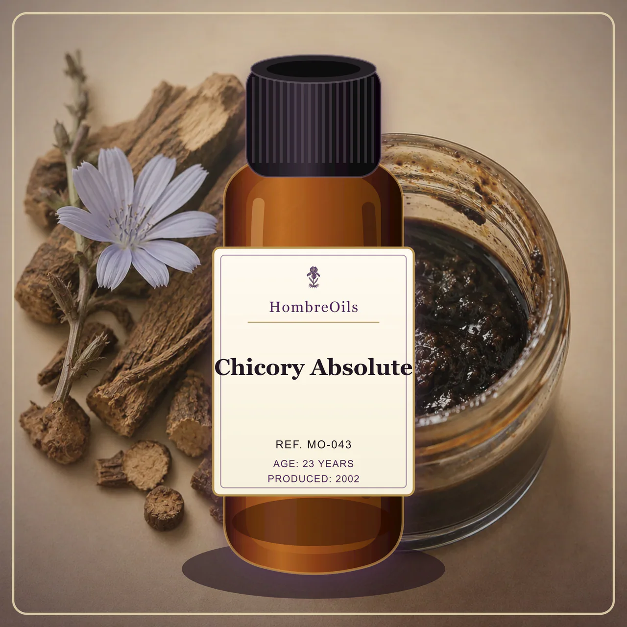 Chicory Absolute