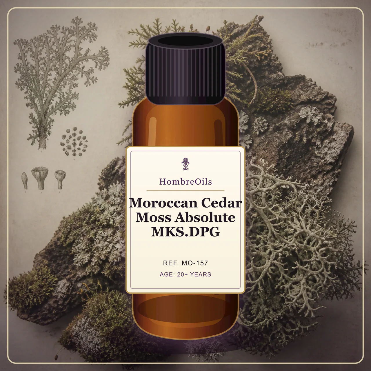 Moroccan Cedar Moss Absolute MKS.DPG · MO-157 · Front presentation