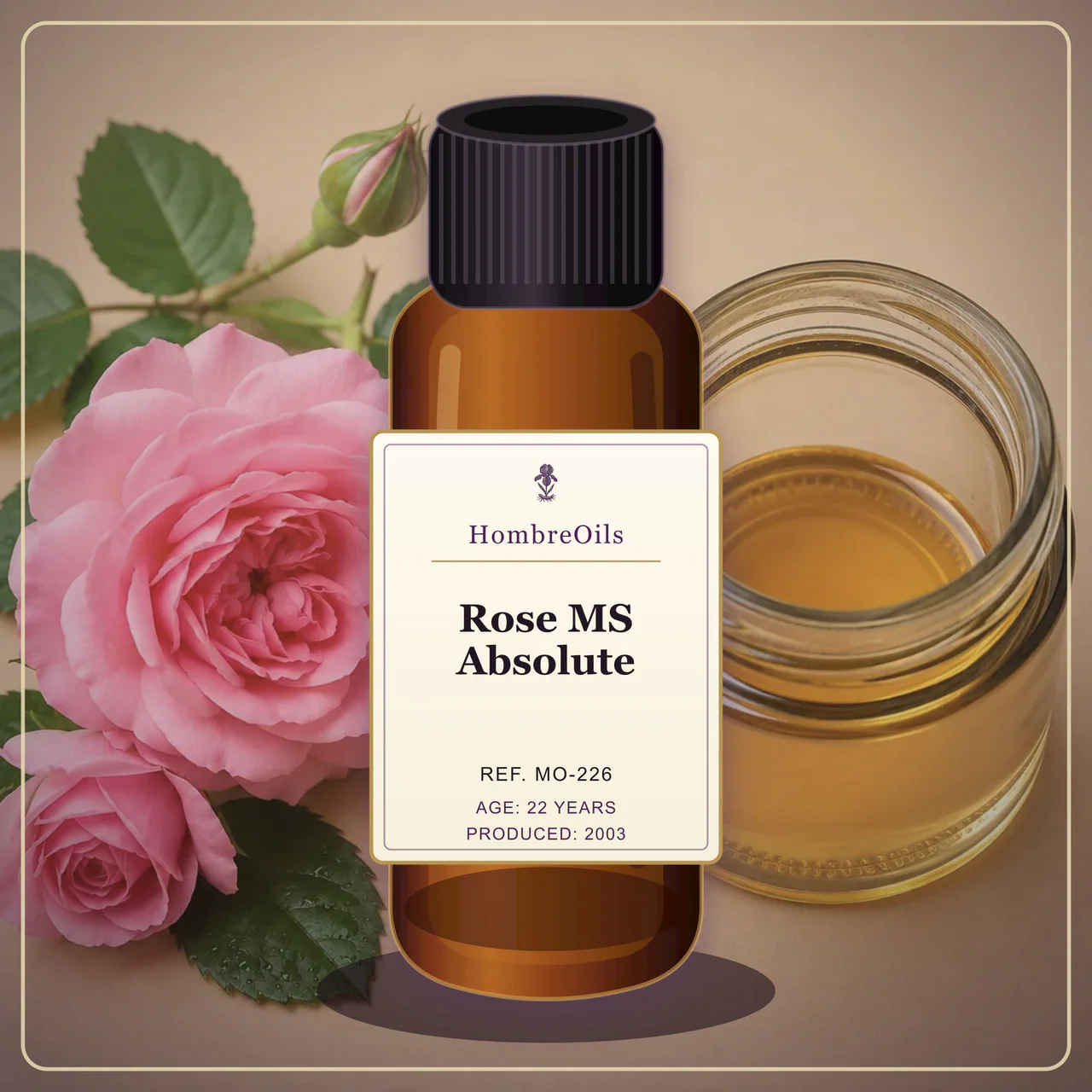 Rose MS Absolute